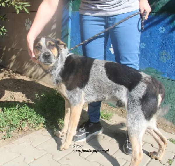 Pies do adopcji, Nowy Dwór Mazowiecki, 26 czerwca 2025 (3/5)