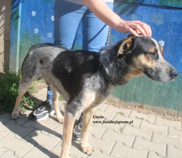 Pies do adopcji, Nowy Dwór Mazowiecki, 26 czerwca 2025 (4/5)