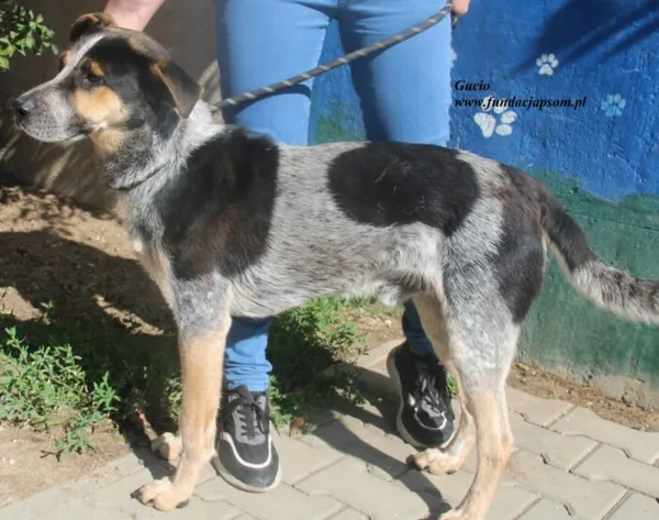 Pies do adopcji, Nowy Dwór Mazowiecki, 26 czerwca 2025 (5/5)