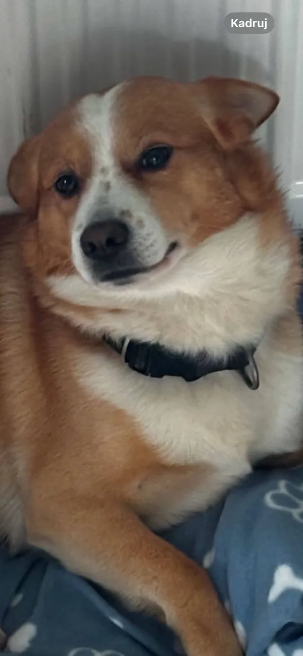 Zaginął pies, Zastów, 22 listopada 2025 (2/4)