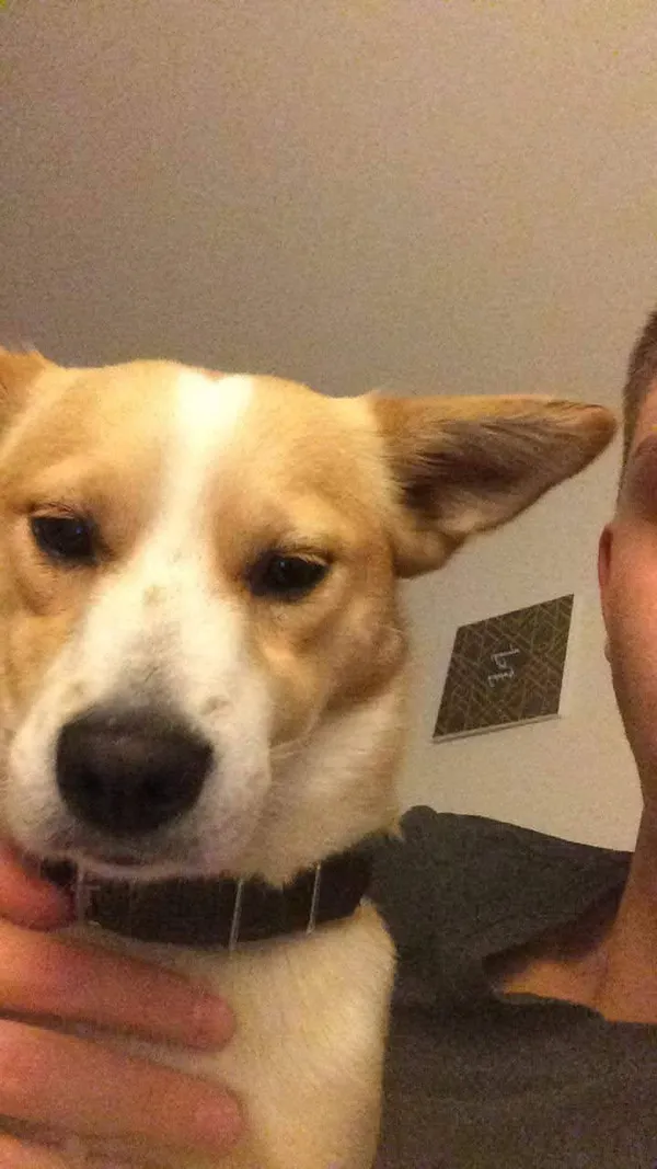 Zaginął pies, Zastów, 22 listopada 2025 (4/4)