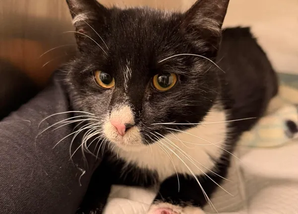 Znaleziono kota, Bydgoszcz, 20 listopada 2025