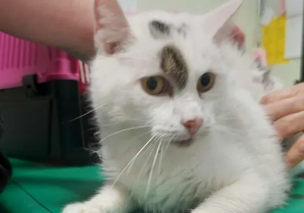 Znaleziono kota, Bydgoszcz, 12 listopada 2025