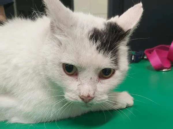 Znaleziono kota, Bydgoszcz, 12 listopada 2025