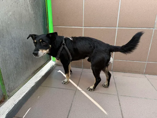 Znaleziono psa, Bydgoszcz, 7 listopada 2025