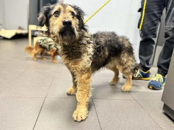 Znaleziono psa, Bydgoszcz, 5 listopada 2025