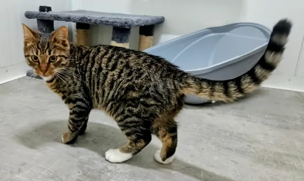 Znaleziono kota, Pieckowo, 20 listopada 2025 (1/2)