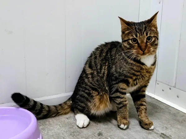 Znaleziono kota, Pieckowo, 20 listopada 2025 (2/2)