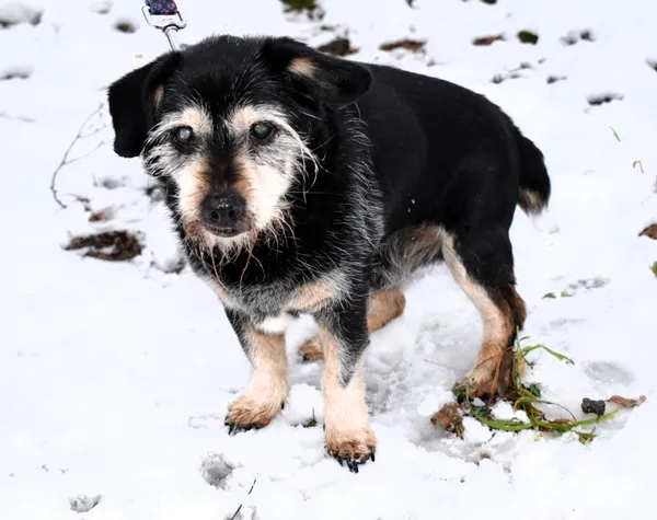 Znaleziono psa, Pieckowo, 20 listopada 2025 (1/5)