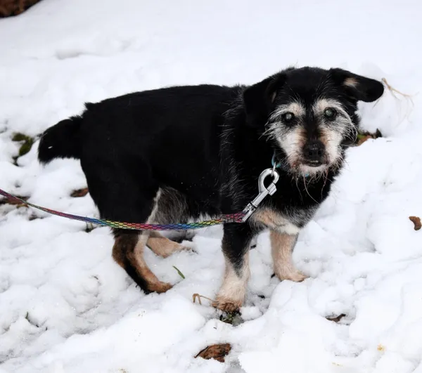 Znaleziono psa, Pieckowo, 20 listopada 2025 (2/5)