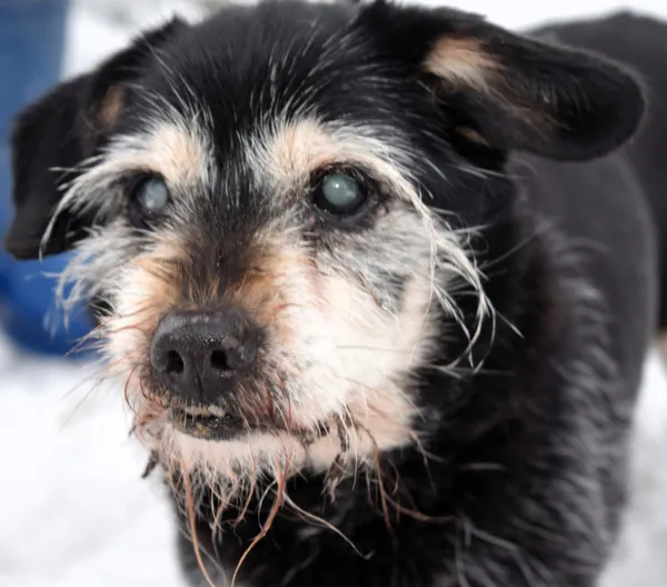 Znaleziono psa, Pieckowo, 20 listopada 2025 (3/5)