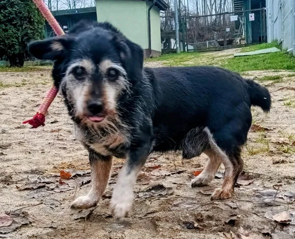 Znaleziono psa, Pieckowo, 20 listopada 2025 (4/5)