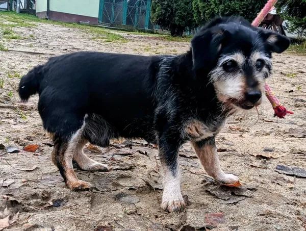 Znaleziono psa, Pieckowo, 20 listopada 2025 (5/5)