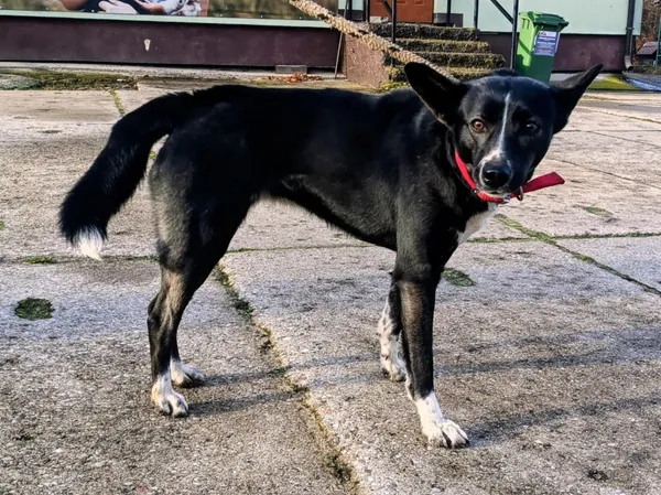 Znaleziono psa, Pieckowo, 18 listopada 2025 (1/2)