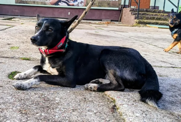 Znaleziono psa, Pieckowo, 18 listopada 2025 (2/2)