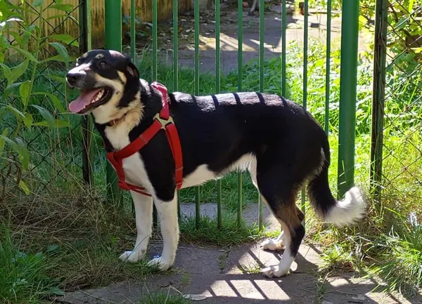 Znaleziono psa, Chojnice, 12 października 2025