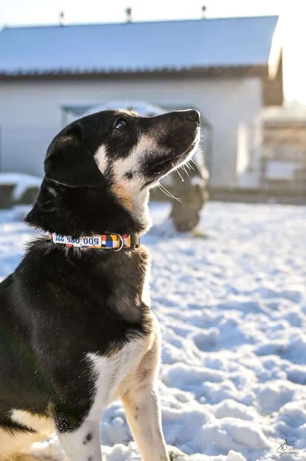 Znaleziono psa, Chojnice, 12 października 2025 (3/4)