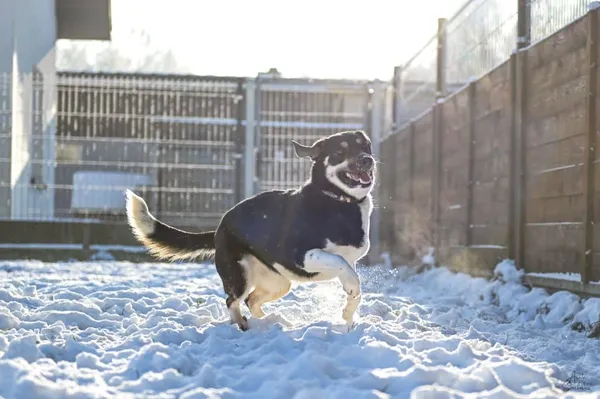 Znaleziono psa, Chojnice, 12 października 2025 (4/4)