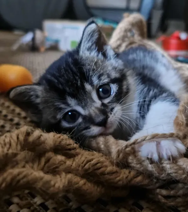 Znaleziono kota, Sosnowiec, 10 października 2025 (3/5)