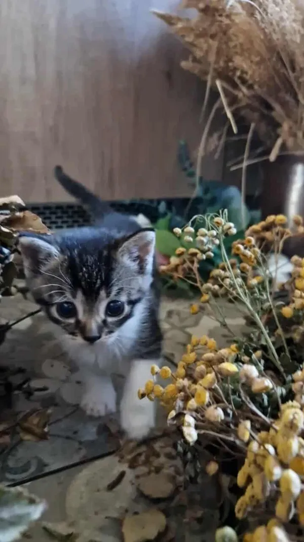 Znaleziono kota, Sosnowiec, 10 października 2025 (4/5)