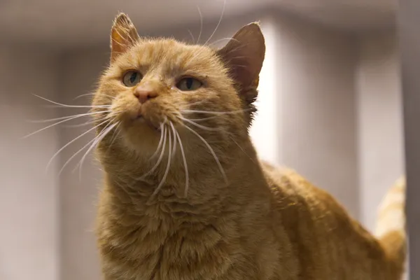 Znaleziono kota, Sosnowiec, 30 października 2025 (1/5)