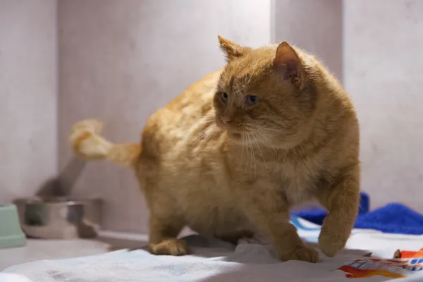 Znaleziono kota, Sosnowiec, 30 października 2025 (2/5)