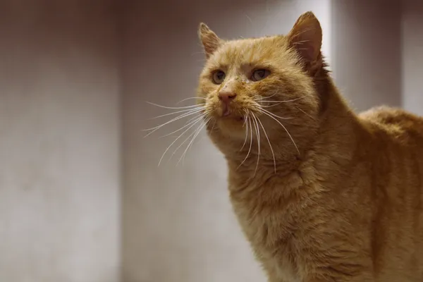 Znaleziono kota, Sosnowiec, 30 października 2025 (3/5)