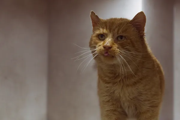 Znaleziono kota, Sosnowiec, 30 października 2025 (4/5)