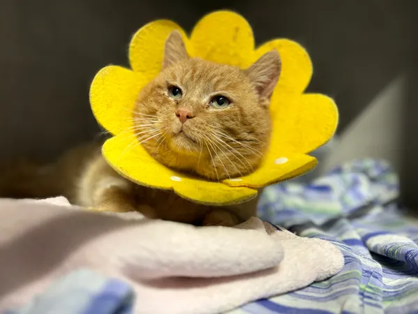 Znaleziono kota, Sosnowiec, 30 października 2025 (5/5)