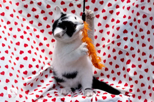 Znaleziono kota, Sosnowiec, 29 października 2025 (1/5)