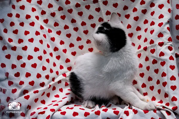 Znaleziono kota, Sosnowiec, 29 października 2025 (2/5)