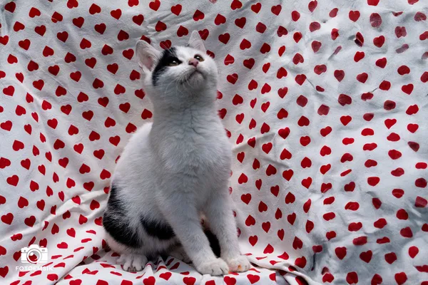 Znaleziono kota, Sosnowiec, 29 października 2025 (3/5)