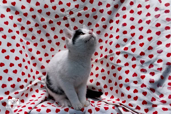 Znaleziono kota, Sosnowiec, 29 października 2025 (4/5)