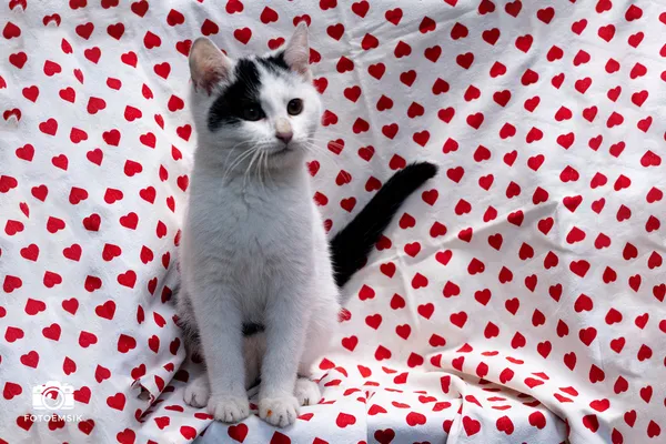 Znaleziono kota, Sosnowiec, 29 października 2025 (5/5)