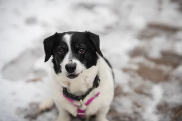 Znaleziono psa, Sosnowiec, 7 listopada 2025 (2/5)