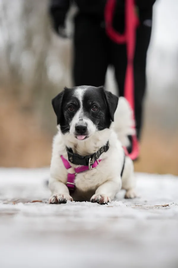 Znaleziono psa, Sosnowiec, 7 listopada 2025 (3/5)