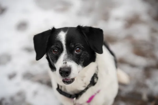 Znaleziono psa, Sosnowiec, 7 listopada 2025 (5/5)