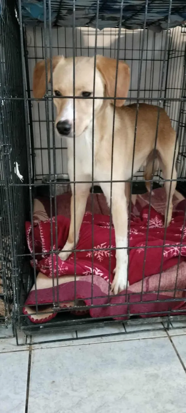 Znaleziono psa, Sosnowiec, 6 listopada 2025