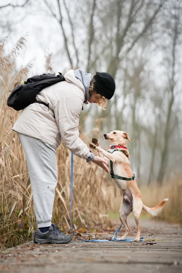 Znaleziono psa, Sosnowiec, 6 listopada 2025 (1/5)