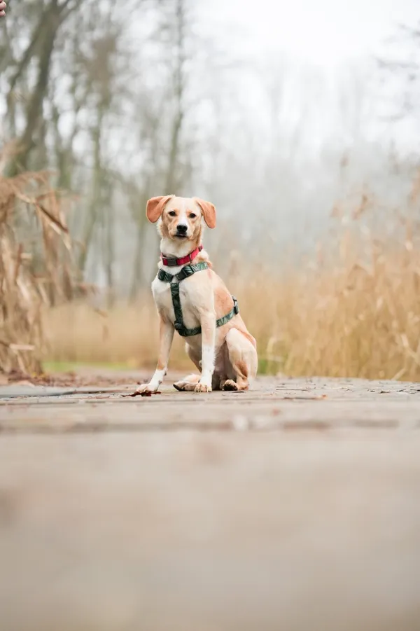 Znaleziono psa, Sosnowiec, 6 listopada 2025 (3/5)