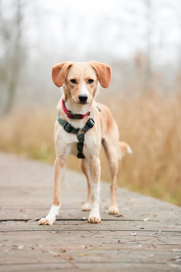 Znaleziono psa, Sosnowiec, 6 listopada 2025 (4/5)