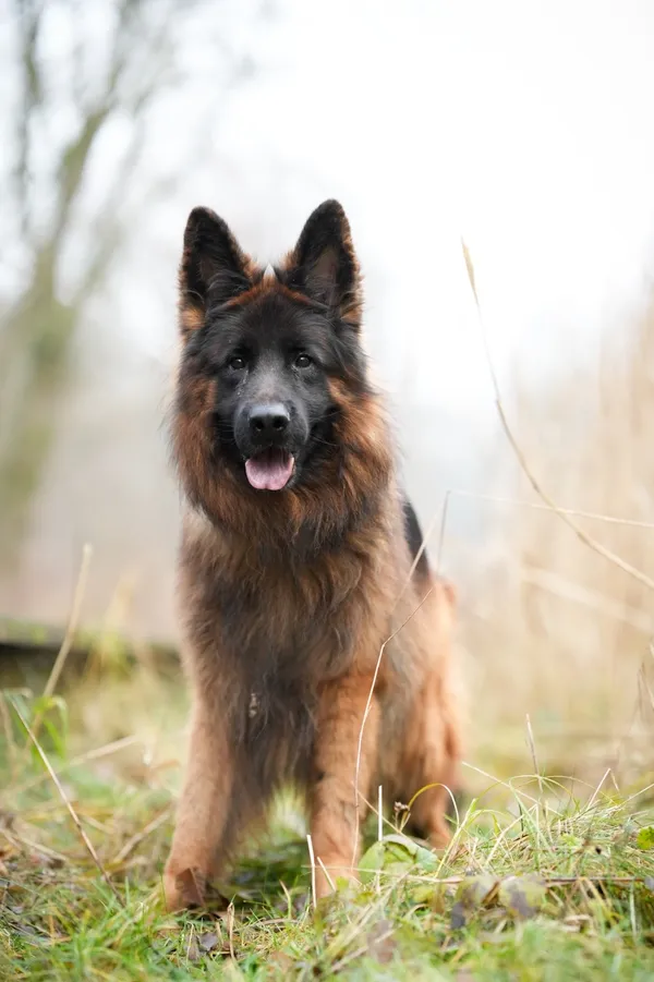 Znaleziono psa, Sosnowiec, 6 listopada 2025 (2/3)