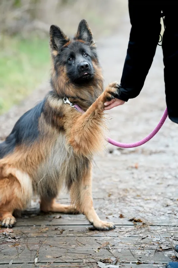 Znaleziono psa, Sosnowiec, 6 listopada 2025 (3/3)