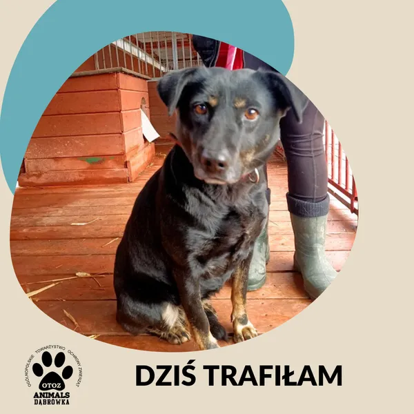 Znaleziono psa, Dąbrówka, 17 listopada 2025