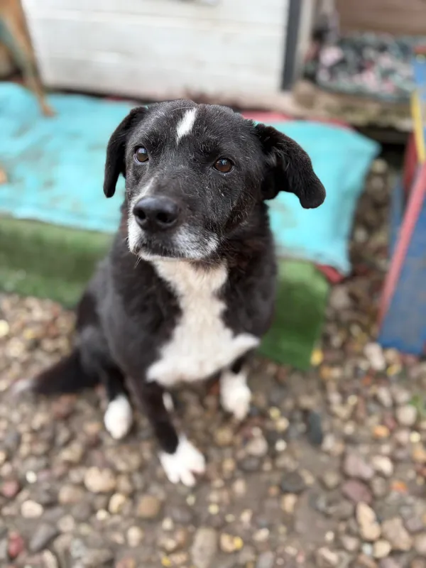 Oddam psa, Warszawa, Stary Mokotów, 22 listopada 2025 (1/5)