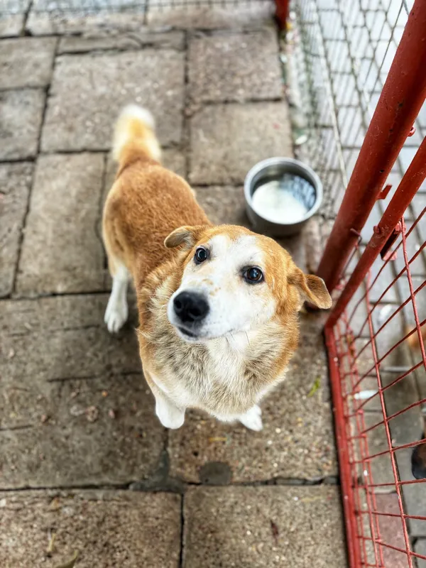 Oddam psa, Olsztyn, Kormoran, 22 listopada 2025 (1/2)