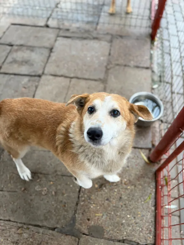 Oddam psa, Olsztyn, Kormoran, 22 listopada 2025 (2/2)