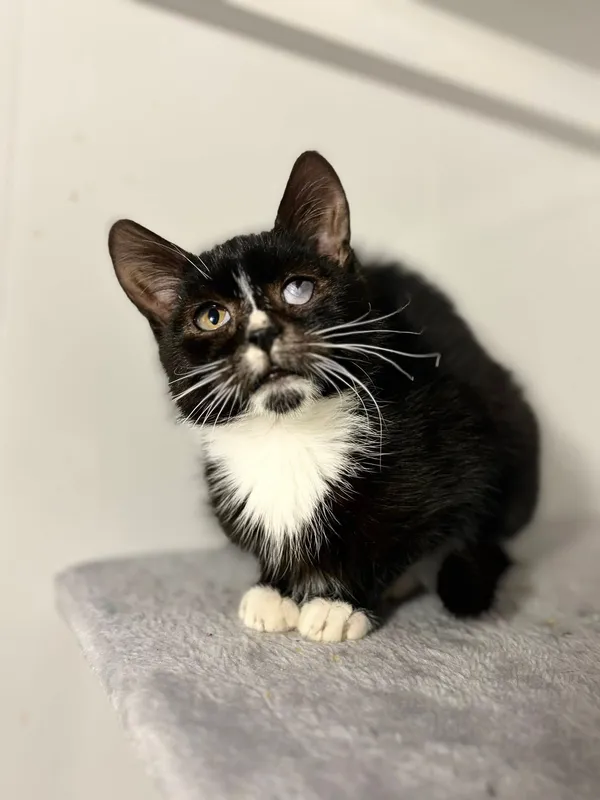 Oddam kota, Olsztyn, Wojska Polskiego, 22 listopada 2025 (1/2)