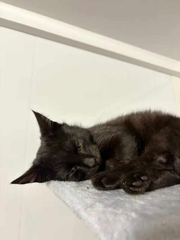 Oddam kota, Olsztyn, Śródmieście, 22 listopada 2025 (2/3)