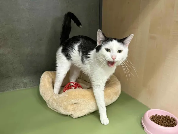 Znaleziono kota, Chojnice, 19 listopada 2025